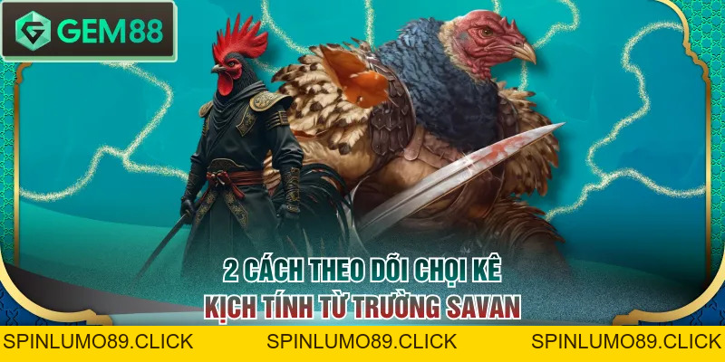 Trường Gà Savan - Nơi So Tài Của Nhiều Chiến Kê Danh Tiếng - SPINLUMO89