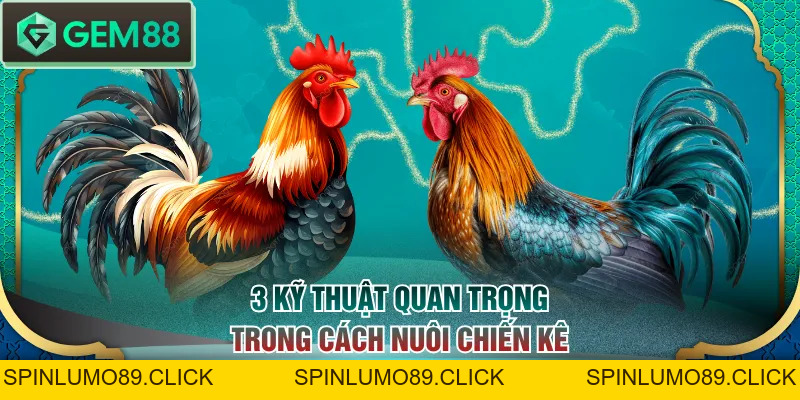 Cách Nuôi Gà Đá Chi Tiết Từ A - Z Cho Người Mới Bắt Đầu - SPINLUMO89
