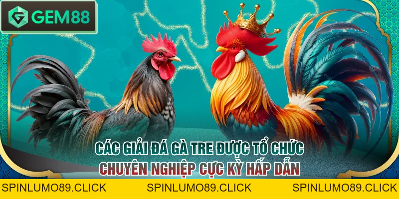 Lịch Trực Tiếp Đá Gà Tre Mới Nhất - Xem Chọi Kê Dễ Dàng - SPINLUMO89