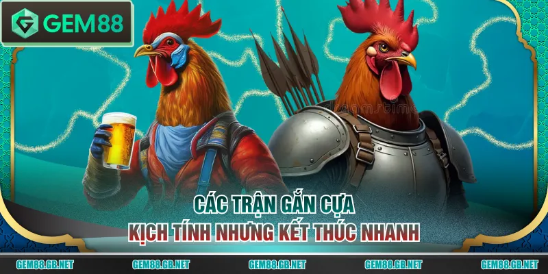Các Loại Hình Đá Gà GEM88 Hấp Dẫn Nhất Trực Tiếp Từ Thomo - SPINLUMO89