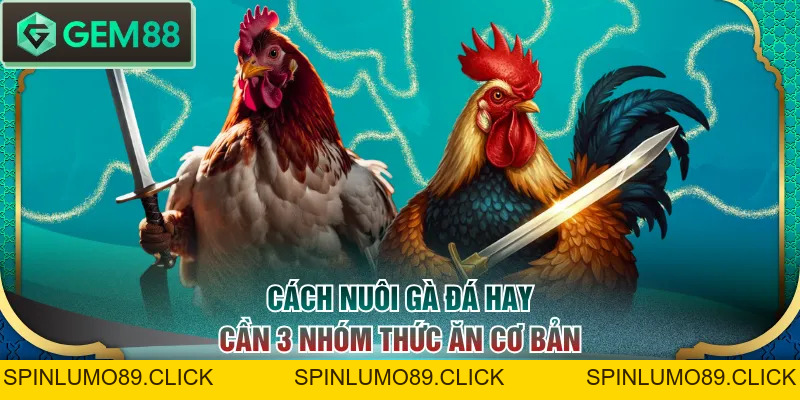Cách Nuôi Gà Đá Chi Tiết Từ A - Z Cho Người Mới Bắt Đầu - SPINLUMO89