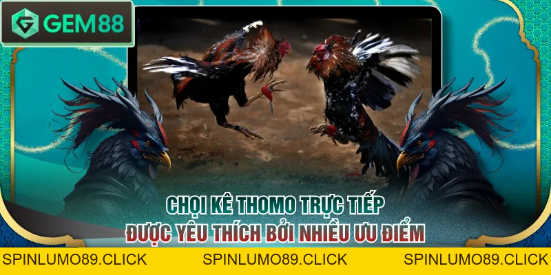 Xem Đá Gà Trực Tiếp Thomo 24/7 Miễn Phí, Chất Lượng Cao - SPINLUMO89