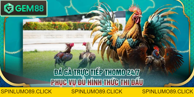 Xem Đá Gà Trực Tiếp Thomo 24/7 Miễn Phí, Chất Lượng Cao - SPINLUMO89