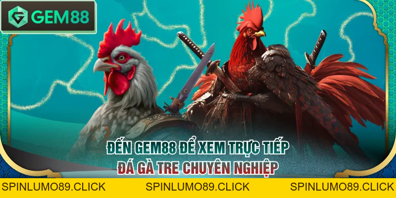 Lịch Trực Tiếp Đá Gà Tre Mới Nhất - Xem Chọi Kê Dễ Dàng - SPINLUMO89