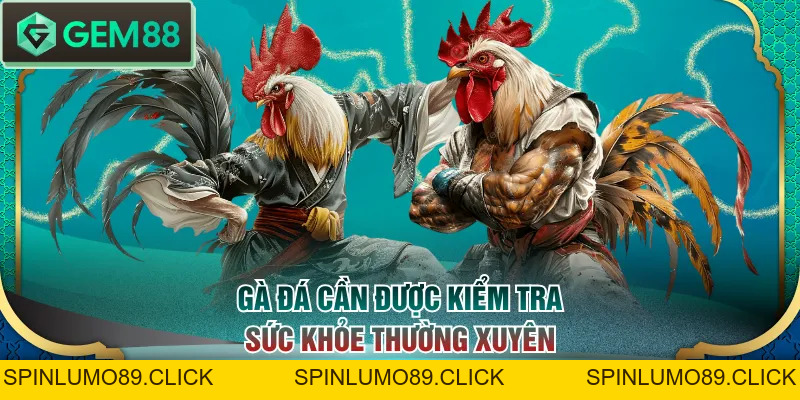 Cách Nuôi Gà Đá Chi Tiết Từ A - Z Cho Người Mới Bắt Đầu - SPINLUMO89