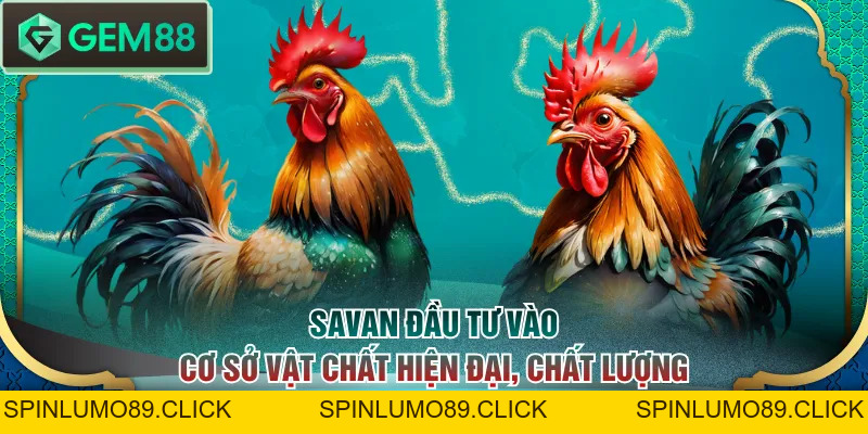 Trường Gà Savan - Nơi So Tài Của Nhiều Chiến Kê Danh Tiếng - SPINLUMO89