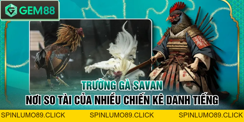 Trường Gà Savan - Nơi So Tài Của Nhiều Chiến Kê Danh Tiếng - SPINLUMO89