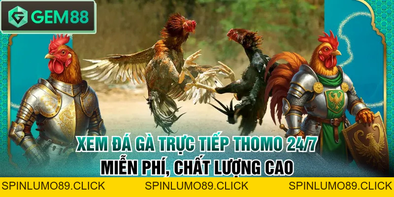 Xem Đá Gà Trực Tiếp Thomo 24/7 Miễn Phí, Chất Lượng Cao - SPINLUMO89